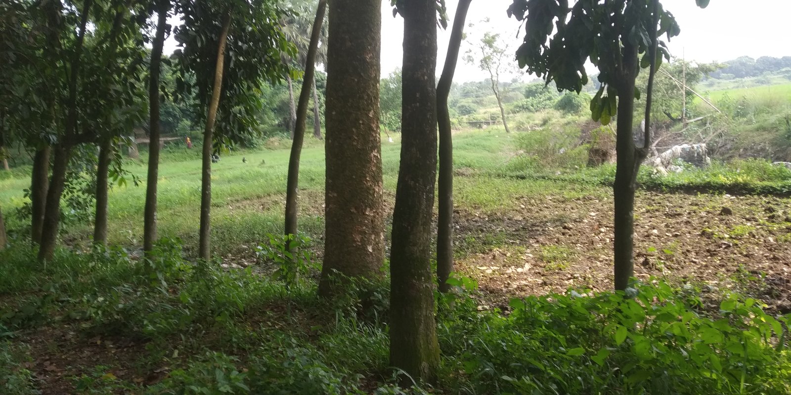 Property view showing lush green land
