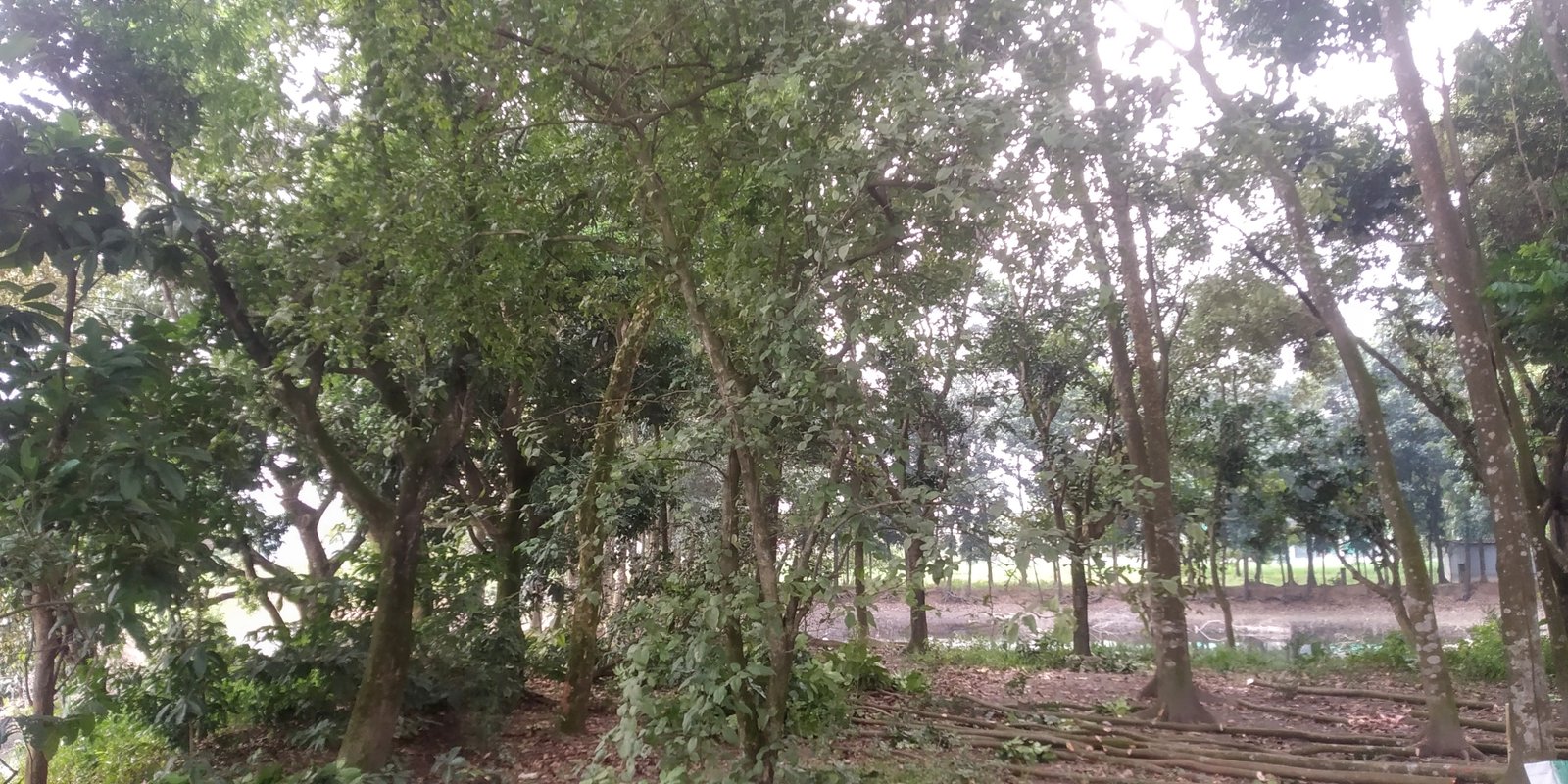 Adjacent pond view