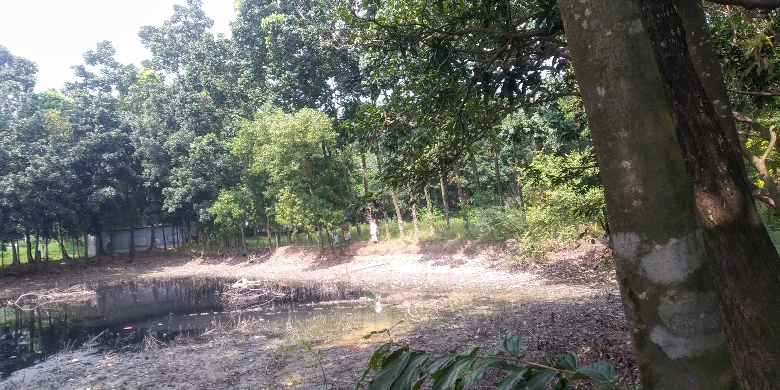 Flat terrain of the property